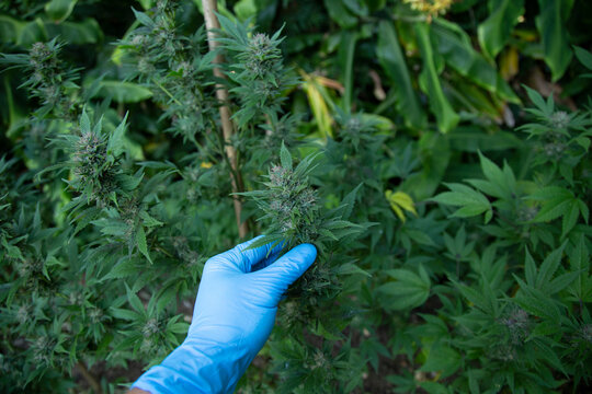 A gloved hand inspects a cannabis plant in an outdoor garden setting. Auckland, New Zealand