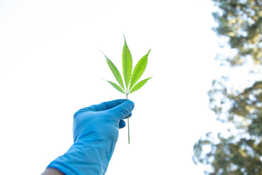 Hand in blue glove holding a bright green cannabis leaf against a white background. Auckland, New Zealand