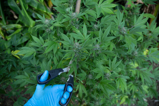 A gloved hand trims a cannabis plant with scissors in a garden setting. Auckland, New Zealand