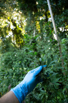 A hand in a blue glove holds a cannabis plant against a lush, green outdoor background. Auckland, New Zealand