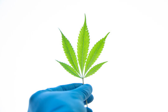 Hand in blue glove holding a bright green cannabis leaf against a white background. Auckland, New Zealand