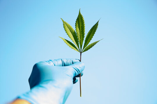 Hand in blue glove holding a single cannabis leaf against a clear blue sky. Auckland, New Zealand