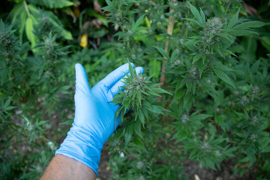 Gloved hand inspecting cannabis plant with dense green foliage and buds outdoors. Auckland, New Zealand