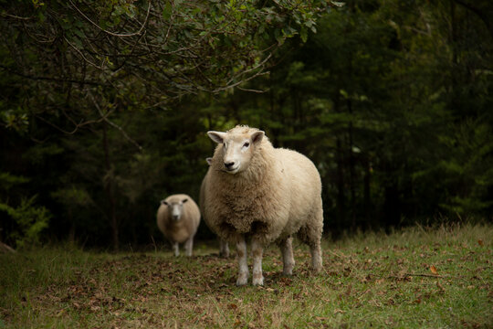 Two sheep standing on a grassy field surrounded by lush green trees. Auckland, New Zealand