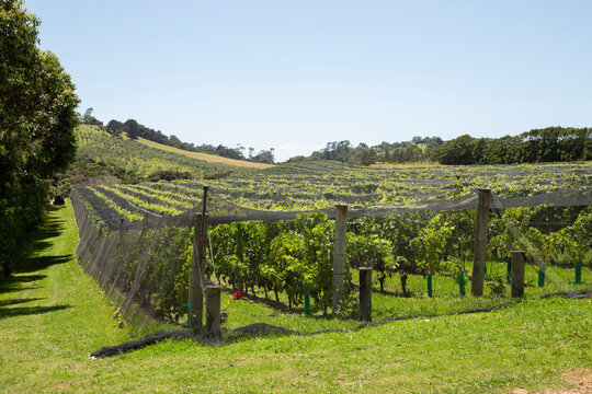 Lush vineyard with protective netting under a clear blue sky with rolling hills in the distance. Waiheke Island, New Zealand