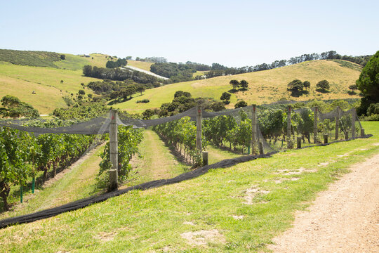 Vineyards stretch across rolling hills under a clear blue sky with protective netting. Waiheke Island, New Zealand
