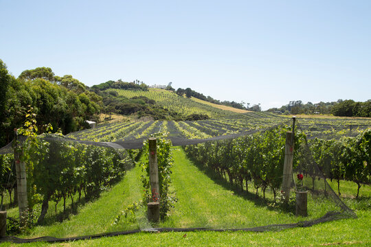 Vineyard landscape with netting over rows of grapevines under a clear blue sky. Waiheke Island, New Zealand