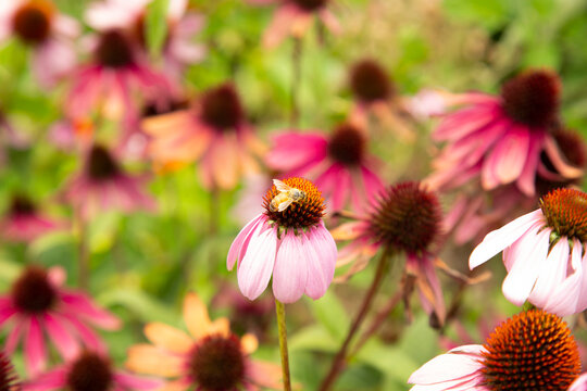 A bee pollinates a vibrant pink coneflower amidst a lush garden of colorful blooms. Waiheke Island, New Zealand