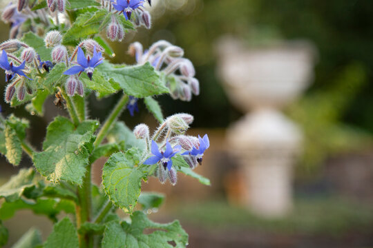 Close-up of blue borage flowers with a blurred garden background in soft light.
