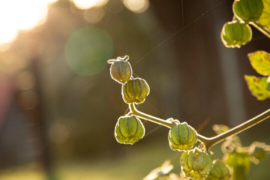 Sunlit plant with green pods and blurred background in a garden setting.