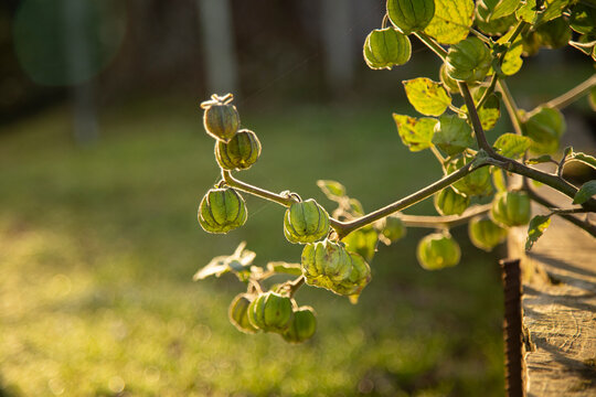 Sunlit branch with green physalis fruit in a natural outdoor setting.