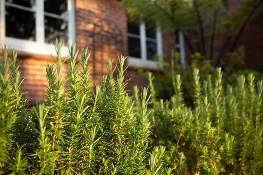Lush green rosemary plants in sunlight beside a red brick building with windows.