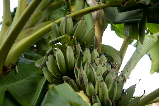Close-up of green bananas growing on a banana tree surrounded by large green leaves.