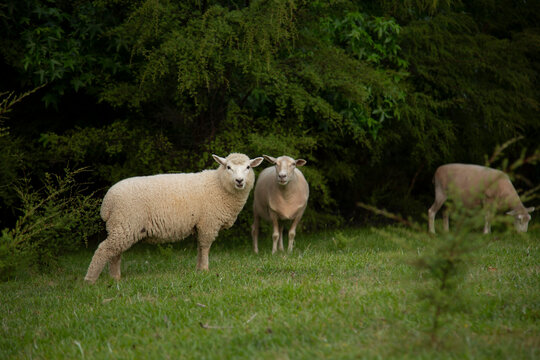 Three sheep standing on lush green grass, surrounded by dense green trees.