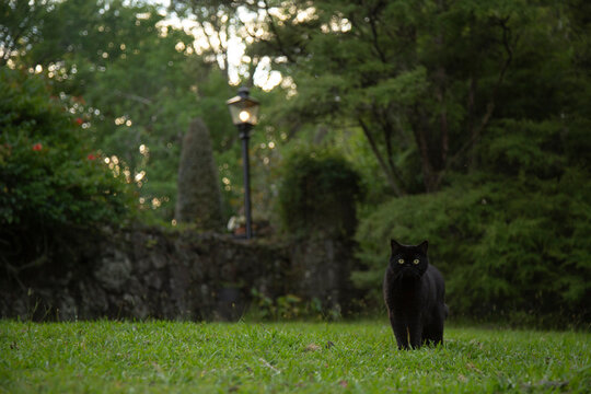 A black cat stands on green grass with a stone wall and trees in the background during evening.