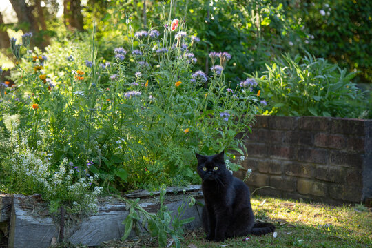 Black cat sits in a vibrant garden with colorful wildflowers in the background.