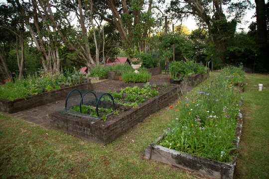 Raised garden beds with various plants in a lush, wooded backyard setting.  