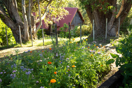 Lush garden with colorful flowers under large trees and a rustic red-roofed cabin.