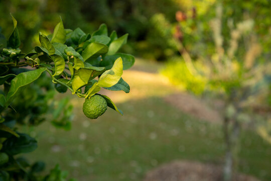 Close-up of a lime hanging from a leafy branch in a sunny, lush garden setting.