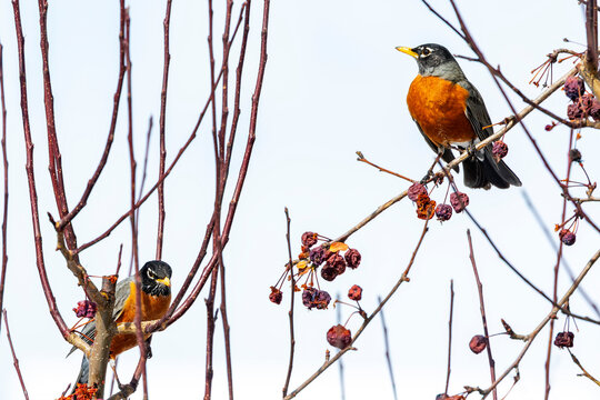 Two American robins perched on branches with dried berries in a light sky background.