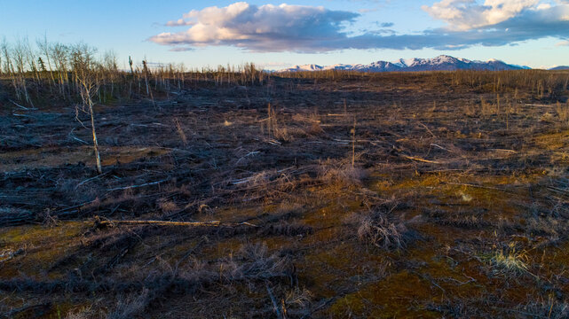Vast deforested landscape with distant mountains and a serene evening sky. Skilak Lake, Alaska, USA