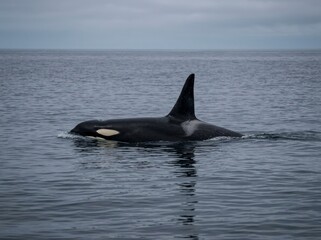 Naklejka premium Orca whale swimming in the open ocean, serene marine wildlife scene.