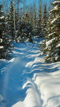 Snowy forest path surrounded by tall evergreen trees under a clear blue sky. Wasilla, Alaska, USA