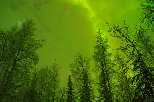 Lush green aurora lights illuminate a forest of tall, slender trees at night. Wasilla, Alaska, USA