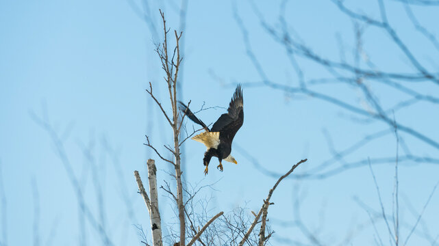 Bald eagle in flight against a clear blue sky with bare tree branches. Wasilla, Alaska, USA