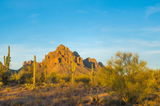 Desert landscape with tall cacti and distant rugged mountains under a clear blue sky. Tucson, Arizona, USA