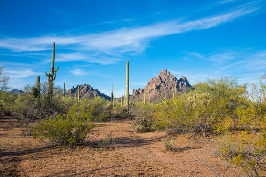 Bright desert landscape with tall cacti and distant rocky mountains under a clear blue sky. Tucson, Arizona, USA