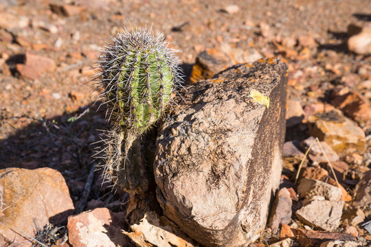 Small cactus growing beside a large rock in a desert landscape with scattered stones. Tucson, Arizona, USA