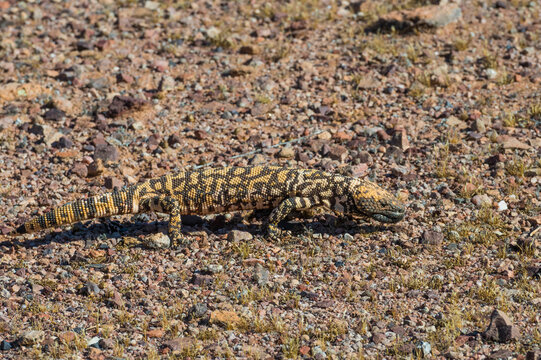 Lizard with intricate patterns blends into a rocky, dry terrain under the sun.  Tucson, Arizona, USA