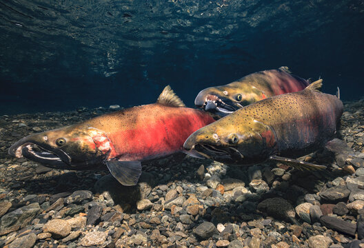 Two hook-nose alpha male Coho Salmon (Oncorhynchus kisutch) contenders competing to spawn with adjacent female. Alaska, USA