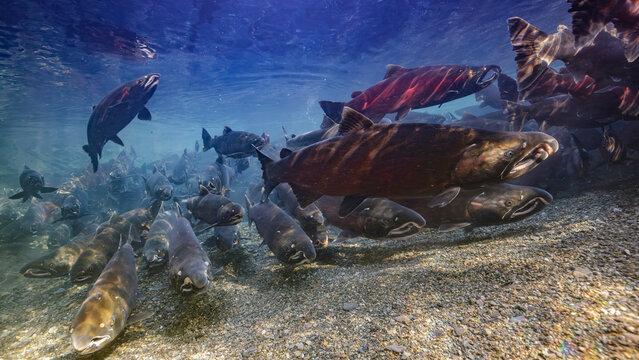 A staging Coho Salmon is reaching for the surface where it will gulp air  to fill its air bladder. Alaska, USA