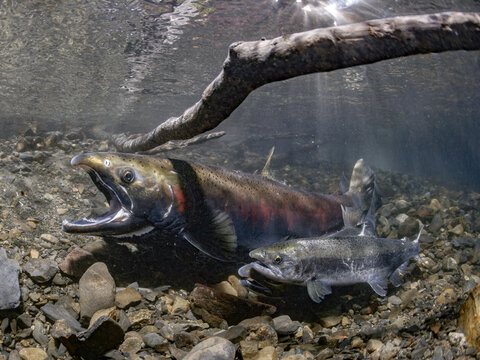 Two jacks (precotial males) about to join a pair of spawning Coho Salmon (Oncorhynchus kisutch). Alaska, USA