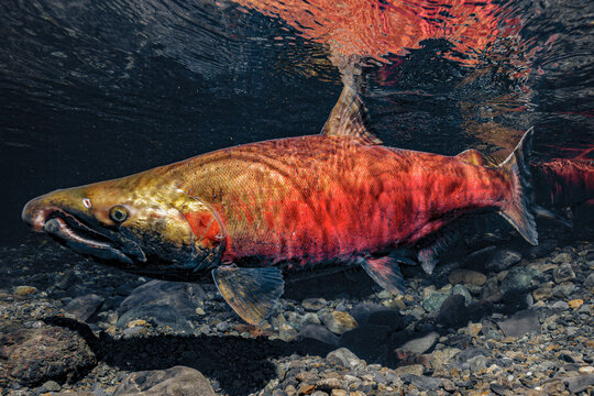 Nuptial coloration of a hook-nosed male Coho Salmon (Oncorhynchus kisutch). Alaska, USA