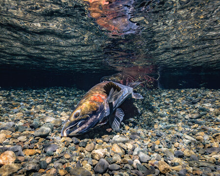 With the flick of her tail a female Coho Salmon (Oncorhynchus kisutch) clears fine sediment from her redd. Alaska, USA