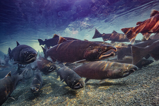 Coho Salmon (Oncorhyncus kisutch) undergoing final maturation while schooled in a staging area adjacent to spawning grounds in the shadowy illumination of dappled light. Alaska, USA