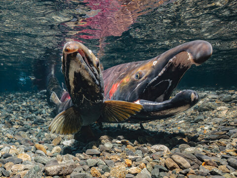 An alpha male Coho Salmon (Oncorhynchus kisutch) gapes at a female while she excavates her redd to stimulate her progress. Alaska, USA