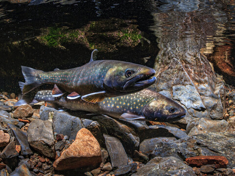 Alpha male  Dolly Varden (Salvelinus malma) quivers while displaying his pectoral fins at a female. Alaska, USA