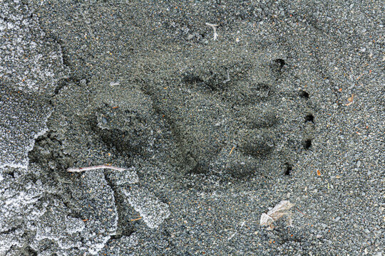 A grizzly bear's (Ursus arctos) imprint on the sandy shore of a salmon stream. Alaska, USA