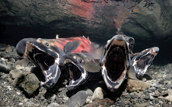 A female Coho salmon spawning with multiple males. Alaska, USA
