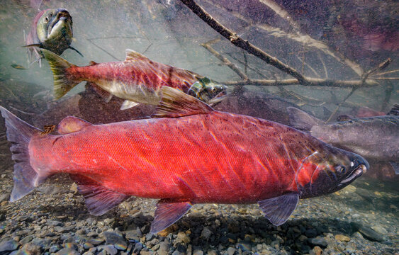 A mostly red colored mature Coho Salmon (Oncorhynchus kisutch) male. A near-mature female Sockeye Salmon (O. nerka) is visible behind his dorsal fin. Alaska, USA