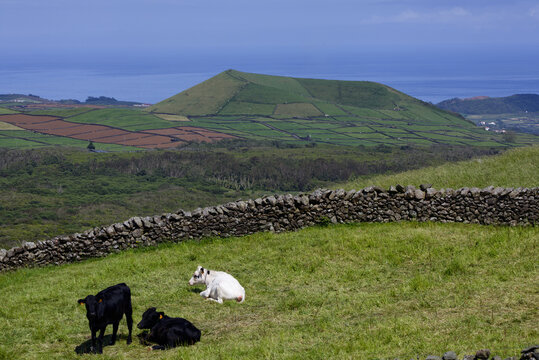 Terceira island azores cows grazing volcanic landscape