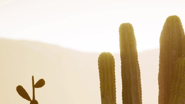 Tall cacti reach toward the sky as the sun sets behind mountains. The light casts shadows on nearby plants. This scene shows the desert at dusk with warm colors.
