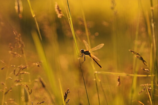 una libellula al tramonto in estate