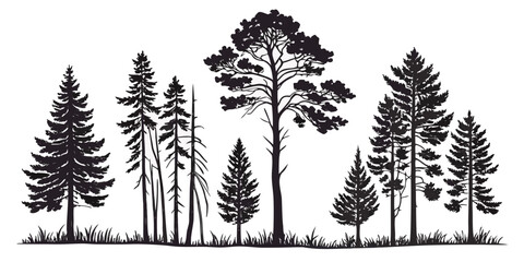 Set of black coniferous tree silhouettes on a meadow with silhouette coniferous evergreen woodland illustration landscape outdoors botanical © AE