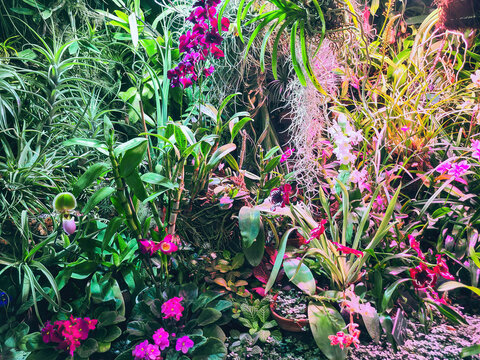 Various orchids, tropical plants grow in botanical garden, soft selective focus