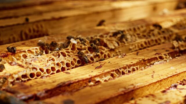 Beehive Top Bars with Natural Wax Bridges and Propolis with Bees &mdash; Apiary Closeup Video